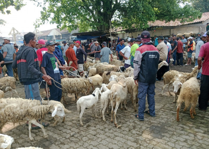 Pasar Kambing Ajibarang Banyumas Lesu Usai Idul Adha, Pedagang Terpaksa Turunkan Harga