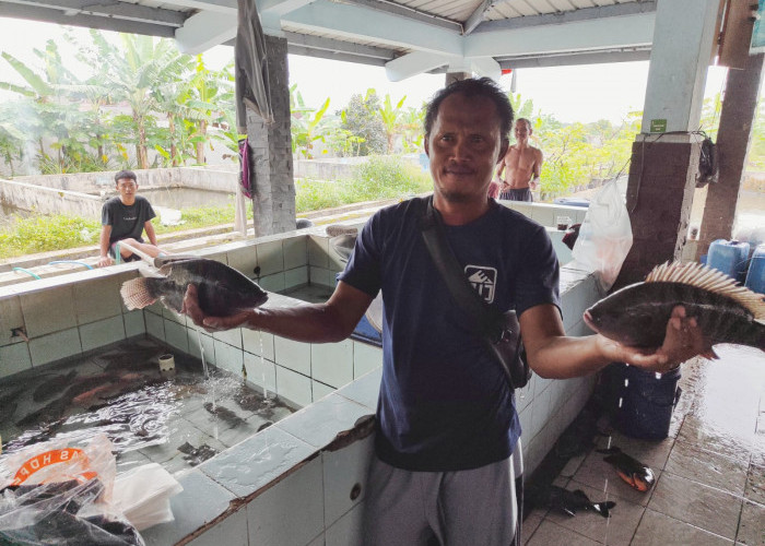 Momen Pergantian Tahun Baru, Penjualan Ikan di TPI Purbalingga Meningkat