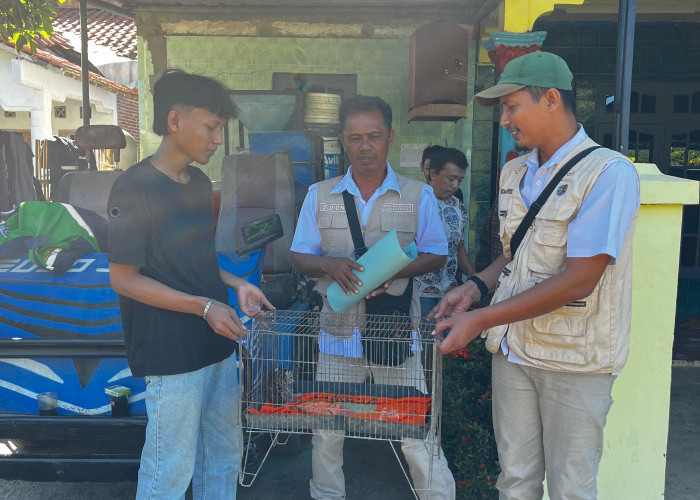 Warga Kesugihan Temukan Anak Kucing Hutan, Langsung Dievakuasi RKSDA Cilacap 