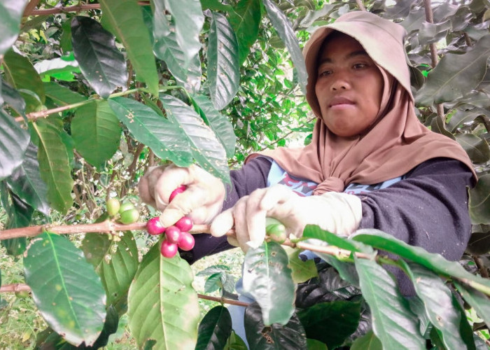 Dari Lereng Pejawaran, Kopi Senggani Perkuat Posisi Banjarnegara di Peta Kopi Indonesia