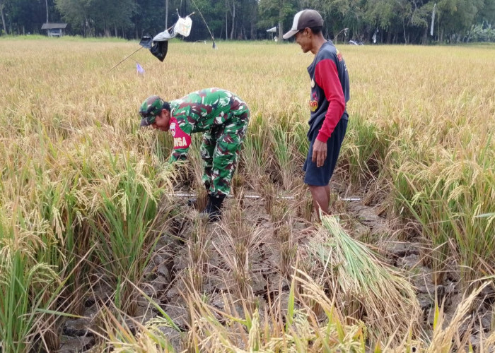 Panen Padi Nusadadi Banyumas Turun 20 Persen, Kekeringan dan Bibit Tua Tekan Produktivitas Sawah