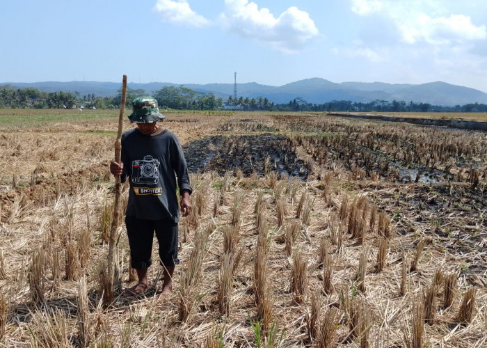 Petani Danaraja Banyumas Tanam Palawija, Kemarau Panjang Dimanfaatkan Usai Panen Padi