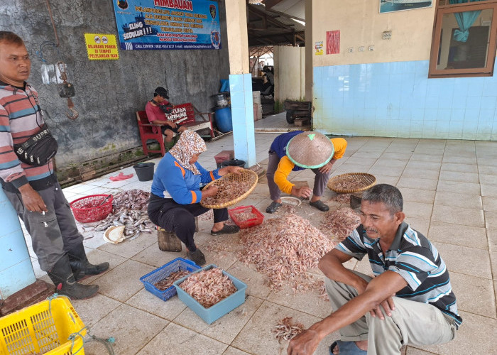 Tangkapan Ikan TPI Tegalkatilayu Cilacap Triwulan III 2025 Tembus Rp 7,4 M, Disokong Rebon dan Krosok