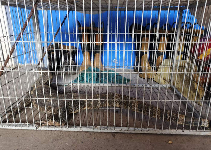 Biawak 1,5 Meter Resahkan Warga Kroya, Berhasil Dievakuasi dari Plafon Rumah