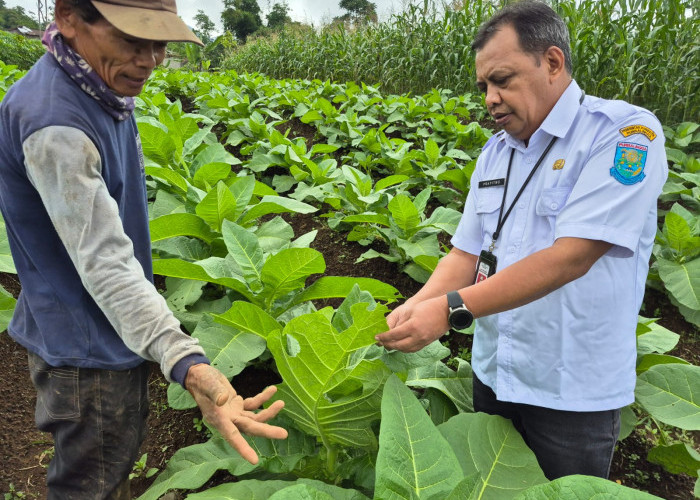Harga Anjlok dan Cuaca Ekstrem, Lahan Tembakau Purbalingga Menyusut 40 Hektare