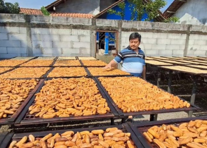 Produksi Sale Pisang di Cilacap Naik Jadi 7 Kuintal per Hari Saat Kemarau