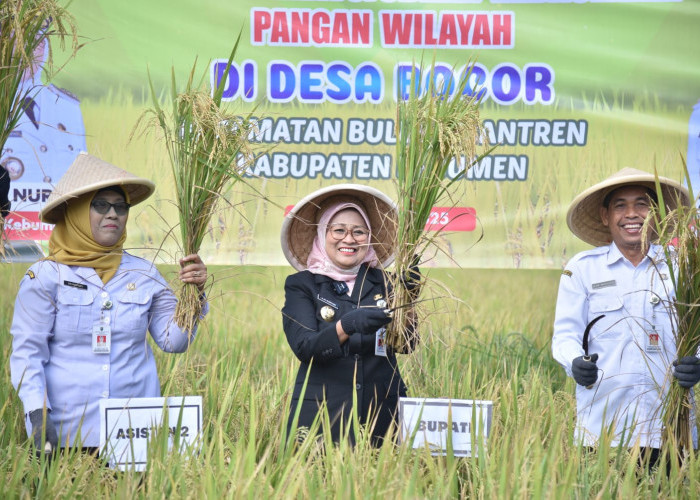 Berkat IRPOM, Petani Bocor Rasakan Panen MT II