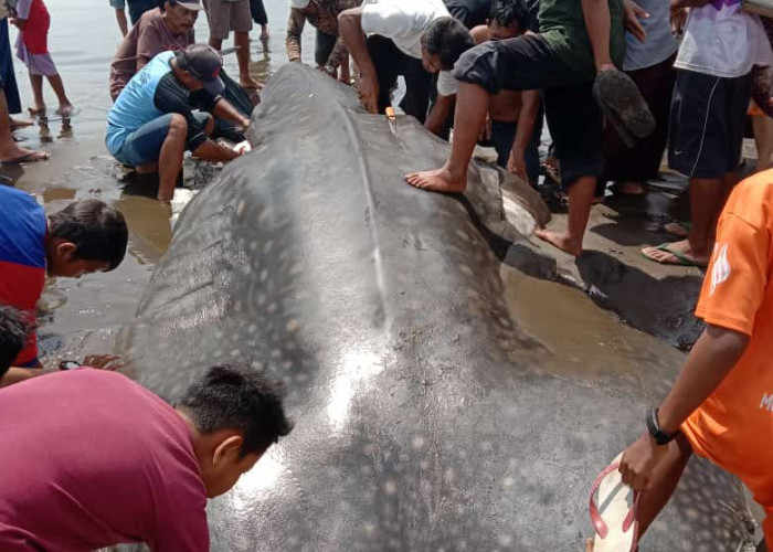 Hiu Tutul yang Terdampar di Pantai Pagubugan, Binangun Cilacap Dipotong-Potong, Langsung Dimasak 