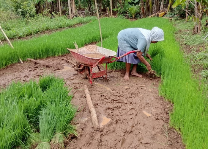 Sewa Lahan Persemaian Benih Padi Beratkan Petani