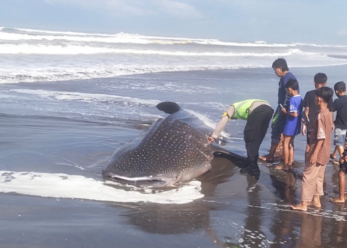 Warga Geger! Hiu Tutul Terdampar di Pantai Pagubugan Cilacap