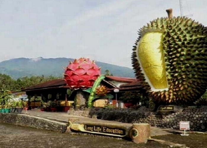 Sensasi Seru Wisata Durian Warso Farm, Durianya Bisa Ambil Langsung Dari Kebun!