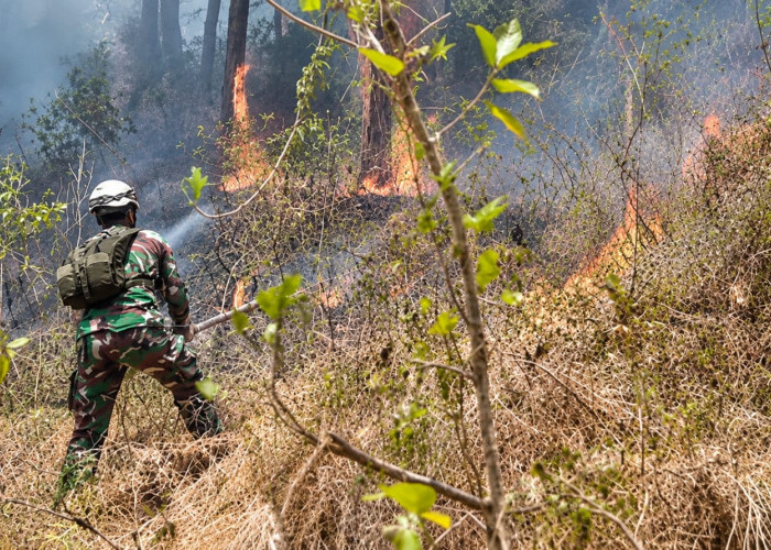 4,5 Hektare Hutan di Banjarnegara Terbakar, Petugas Waspadai Api Muncul Kembali