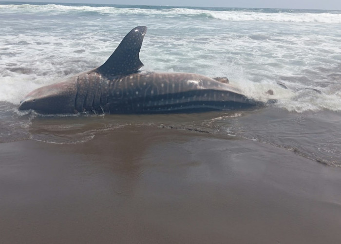Hiu Totol Seberat 1 Ton Terdampar di Pantai Selatan Kebumen