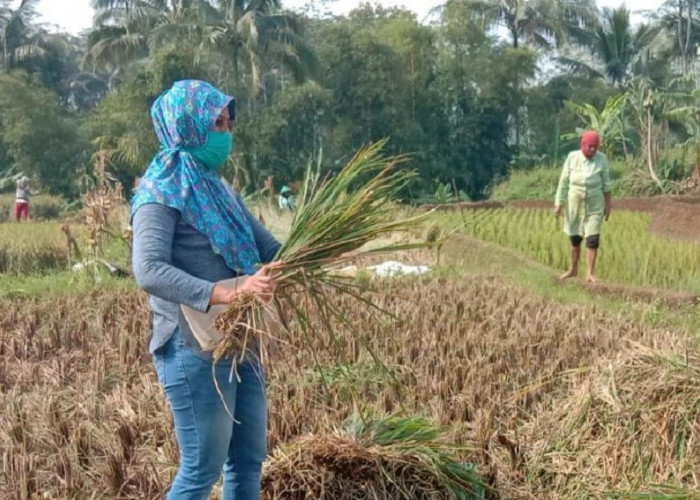 8 Hektar Lahan Gagal Panen di Purbalingga Dapat Ganti Rugi Asuransi