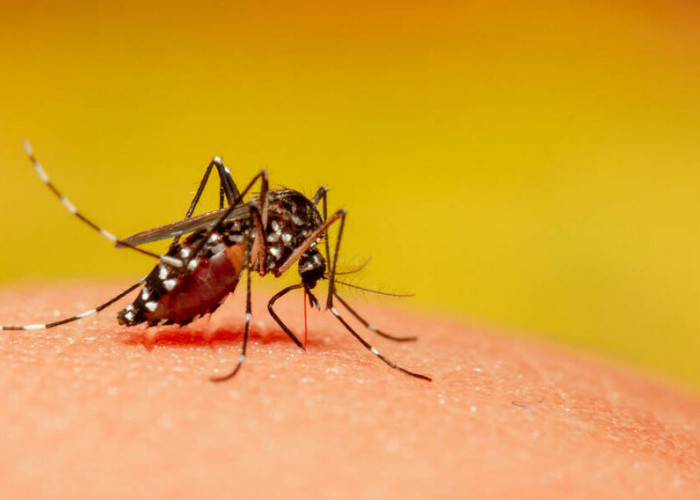 Inilah Fakta-Fakta dari Penyakit Chikungunya, Kasus Telah Tembus 8 Ribu di China