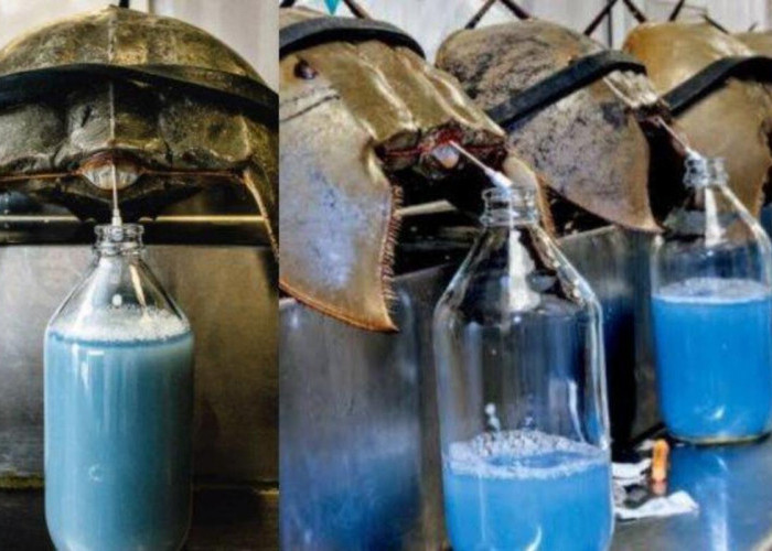 6 Manfaat Kepiting Tapal Kuda Untuk Kesehatan, Biota Laut Berdarah Biru yang Viral