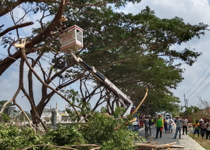 11 Pohon Peneduh Sibalung Banyumas Dipangkas, Dahan Rimbun Picu Risiko Tabrakan 