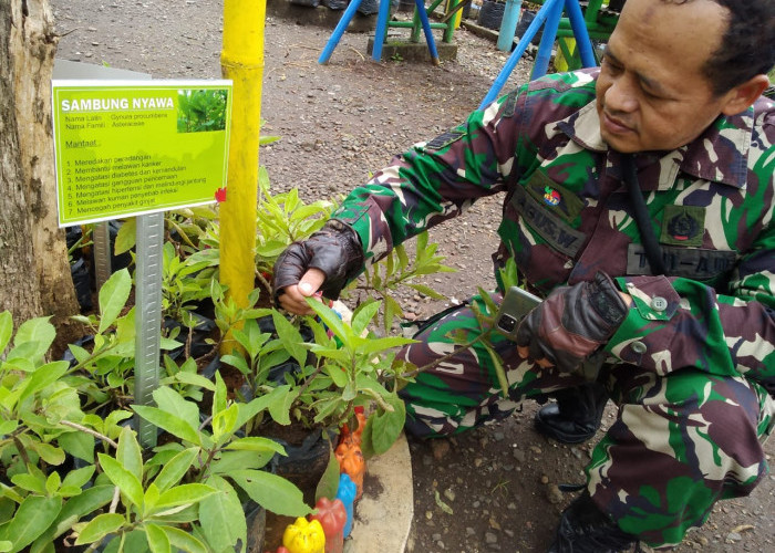 192 Tanaman Obat Keluarga Tumbuh Subur di Asman Toga Karangjati Kemranjen, Kurangi Ketergantungan Obat Kimia