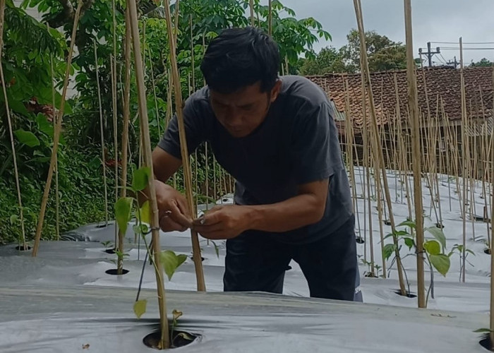 Harga Plastik Mulsa Melonjak, Petani Banjarnegara Terancam Kurangi Produksi