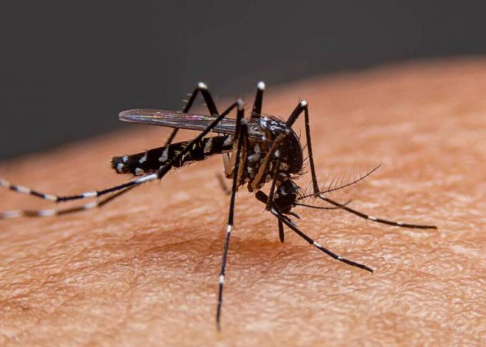 Singapura Berikan Siap Siaga Pada Hewan Kecil Ini yang Menganggu Warganya