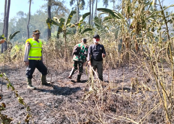 Lahan Seluas 1 Hektare di Kawasan Hutan Perhutani Terbakar, Penyebab Belum Diketahui  