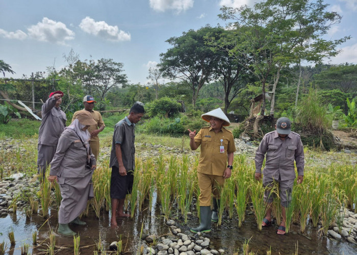  Tak Biasa! Petani di Purbalingga Tanam Padi di Dasar Sungai Gintung yang Mengering saat Kemarau