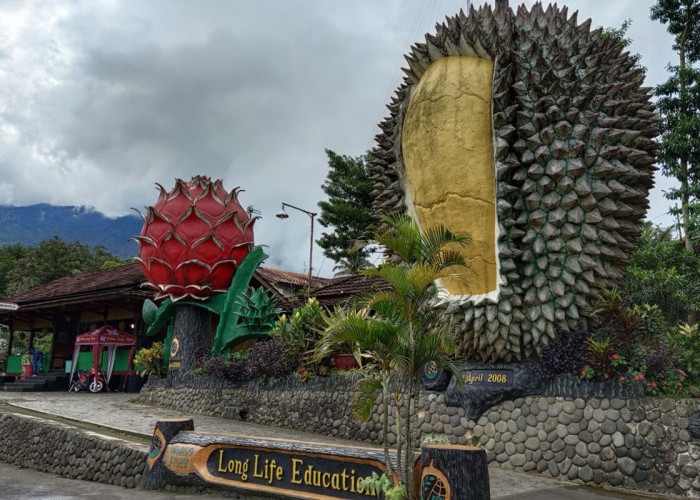 Durian Warso Farm Bogor, Wisata Makan Durian Langsung dari Kebunnya