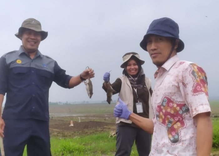 1.300 Hektare Sawah Diserang Hama Tikus, Dinpertan Lakukan Pengendalian