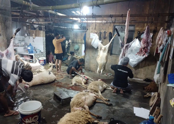 Bayar Dam di Tanah Air, 204 Kambing Jemaah Haji Purbalingga Disembelih Serentak Bertahap