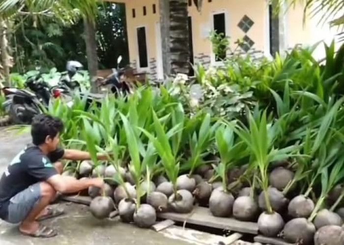 Harga Naik, Permintaan Kelapa di kebumen Melonjak 