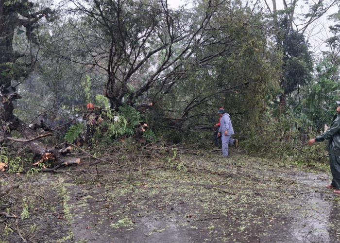 Cuaca Ekstrem di Kebumen, Pohon Tumbang Timpa Jalan Provinsi