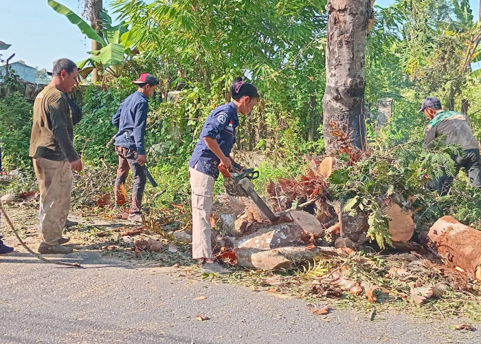 Ancam Pengguna Jalan, BPBD Kebumen Tebang Pohon Rapuh