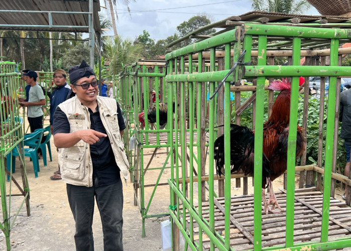 Puluhan Ayam Pelung Beradu Suara di Pantai Karangbolong Kebumen