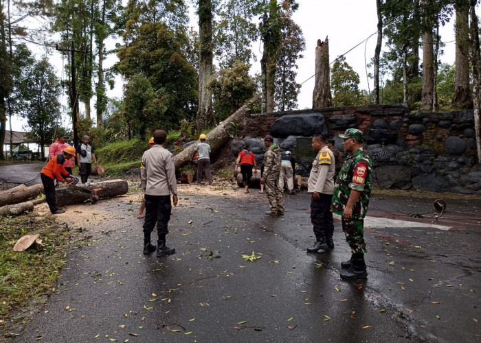 Hujan Disertai Angin Sebabkan Pohon Tumbang Tutup Jalur Wisata Limpakuwus Sumbang