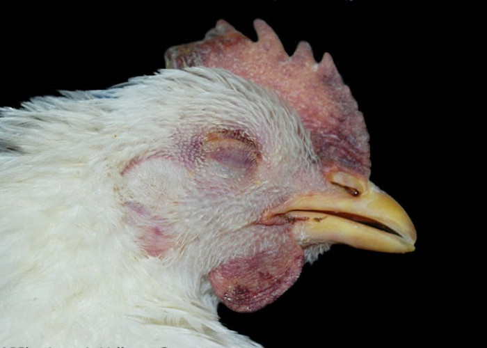 Flu Burung Muncul Lagi, Kepala Dinkanak Banyumas : Belum Ada Temuan Kasus di Banyumas 