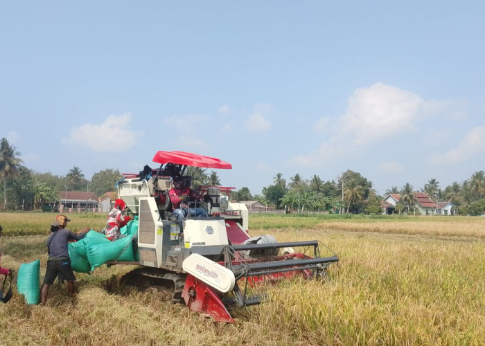 Combine Harvester Percepat Panen Padi di Kecila, Petani Kemranjen Banyumas Hemat Biaya hingga Rp300 Ribu