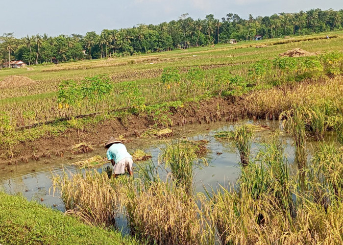 Petani Adimulyo Kebumen Khawatirkan Kualitas Panen Padi