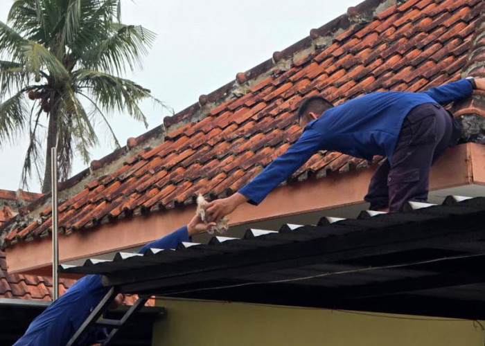 Terjebak di Atap Rumah, Tiga Kucing Dievakuasi Petugas Damkar Majenang