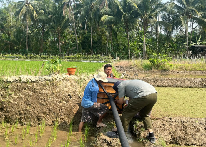 Banjarnegara Pasang 10 Rubuha untuk Tekan Serangan Hama Tikus