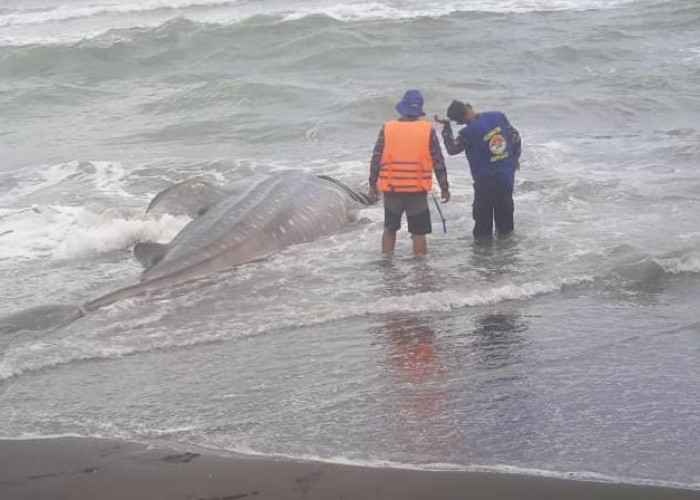 Warga Geger! Hiu Tutul Sepanjang 4,5 Meter Terdampar di Pantai Bunton Cilacap