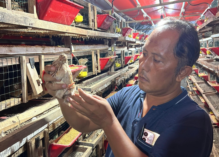 Suplai Telur Puyuh MBG Meningkat, Peternak Kebumen Kewalahan Produksi