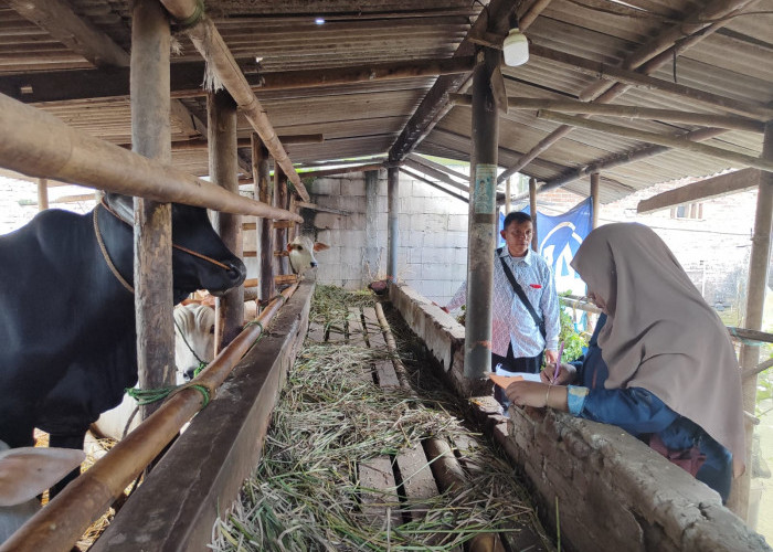 Jelang Idul Adha, DPPP Purbalingga Kebut Vaksinasi PMK, 2.500 Dosis Sudah Disuntikkan