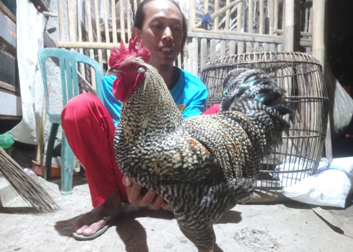 Ayam Barred Rock Mulai Dilirik Peternak Kebumen