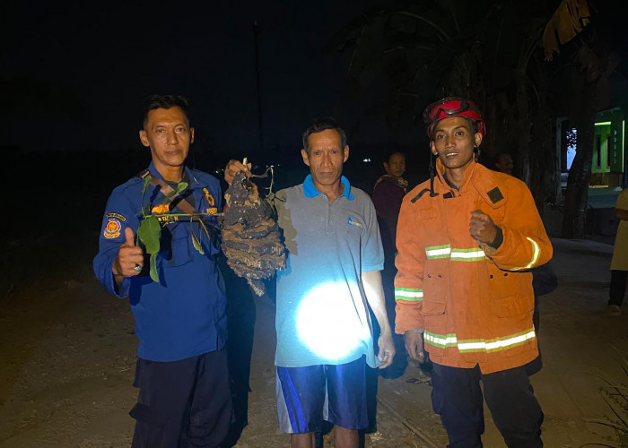 Dikhawatirkan Serang Santri TPA, Damkar Purbalingga Evakuasi Sarang Tawon Vespa di Desa Bokol