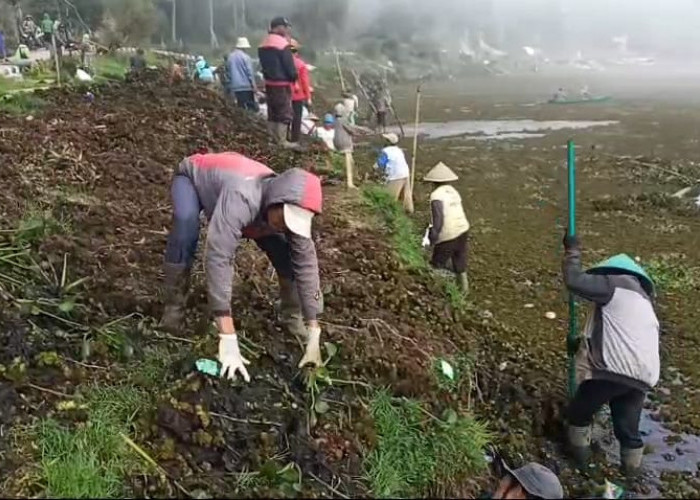 Telaga Merdada Banjarnegara Dipenuhi Eceng Gondok dan Rumput Liar, Warga Gotong-Royong Bersihkan Telaga