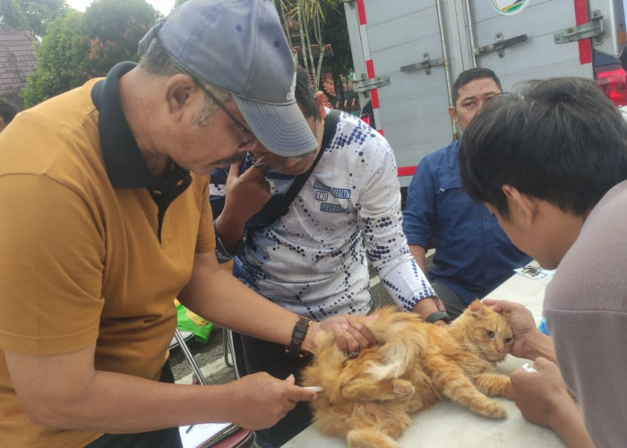 350 Dosis Vaksin Rabies Disiapkan, Kucing Paling Banyak Dibawa Vaksin