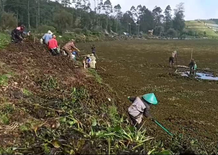 Permukaan Telaga Merdada Banjarnegara Nyaris Tertutup Enceng Gondok, Pemerintah Diminta Turunkan Alat Berat