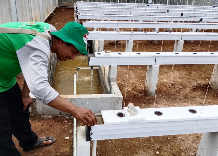 Metode Tabela Diuji di Banyumas, Budidaya Melon Makin Efisien