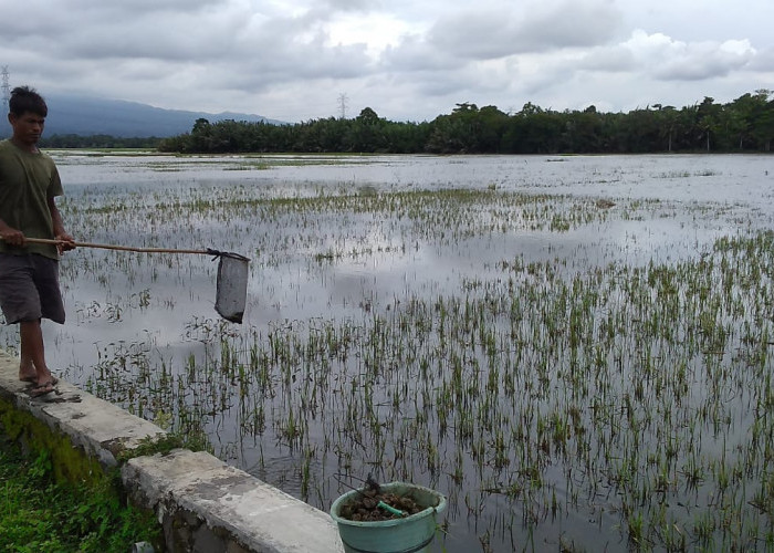 Empat Hektare Persemaian di Banyumas Timur Puso