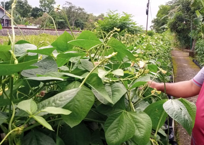 Tanam Asa Petik Ketahanan Pangan, Kisah Pasar Hidup yang Dibagun Aipda Lebar Riswanto